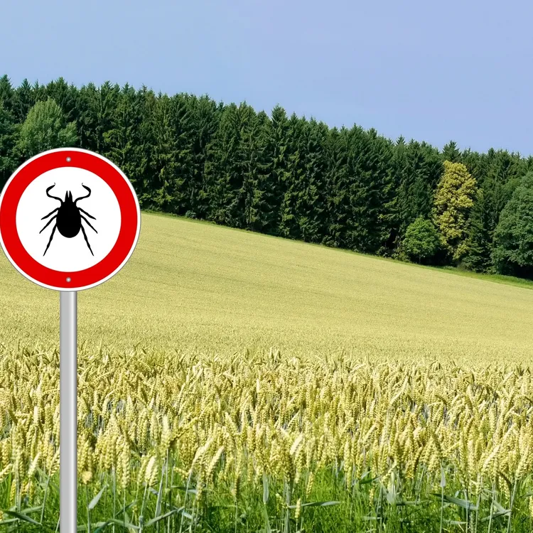 Schutz vor Zeckenbissen – Unfallversicherung zahlt im Ernstfall